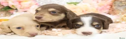 Miniature Dachshund dogs for sale: KC Longhair Miniature Dachshund Puppies in Wisbech - Advert 15
