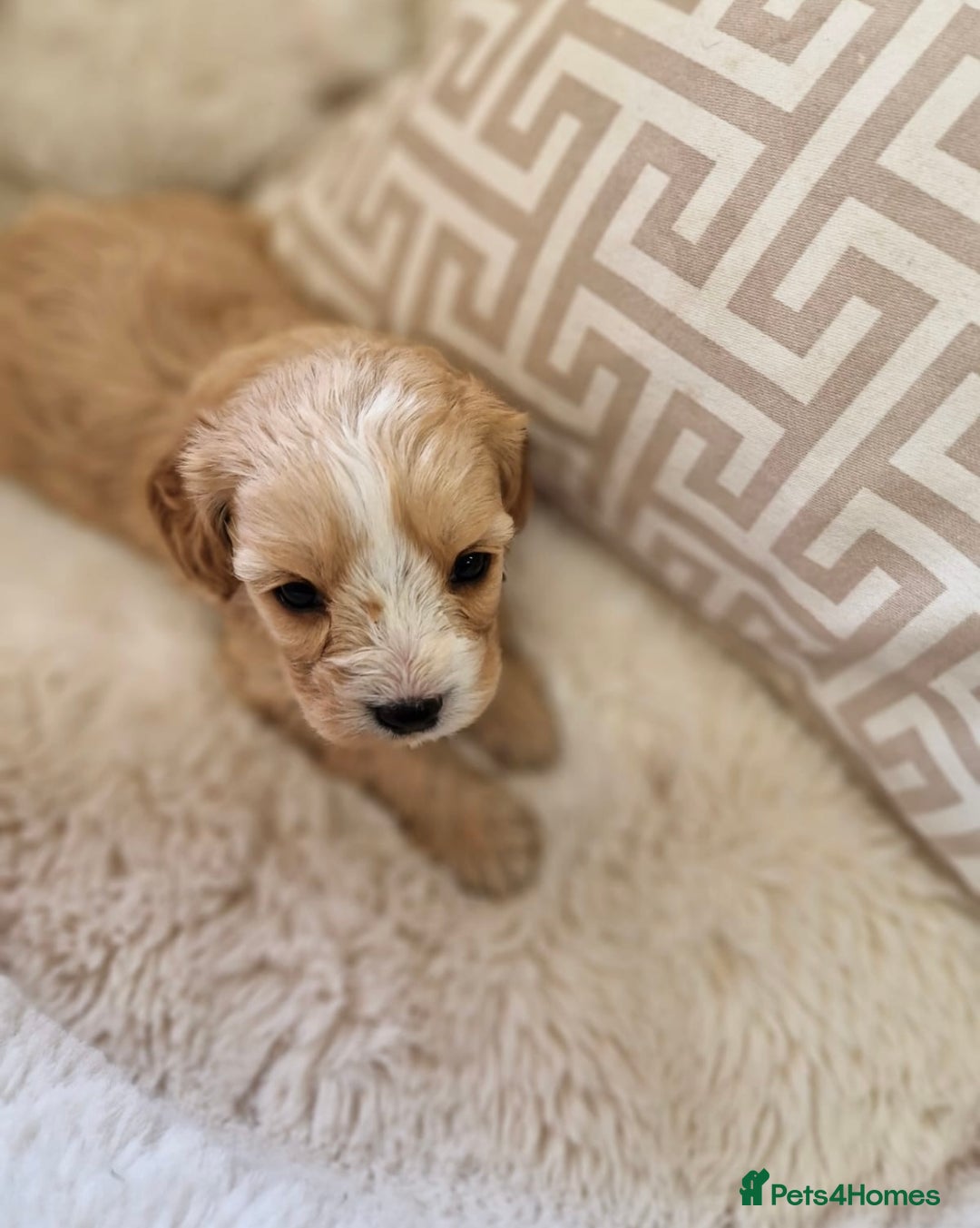 Cavapoochon dogs for sale: Cavapoochon puppies DNA/PRA/KC Health Clear 🤍 - Image 10