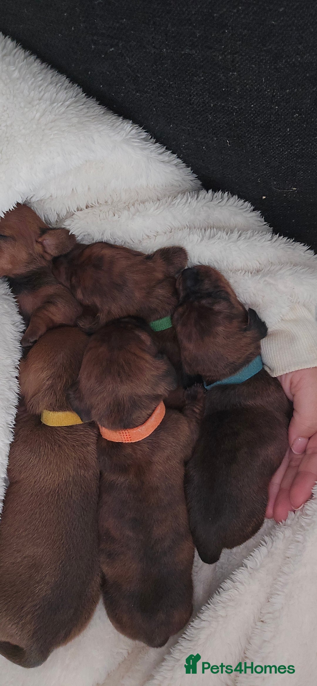 Miniature Dachshund dogs for sale: Miniature dachshund  - Image 14