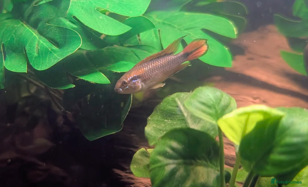 Cichlids fish for sale: Pair of fire red agassizii - Advert 1