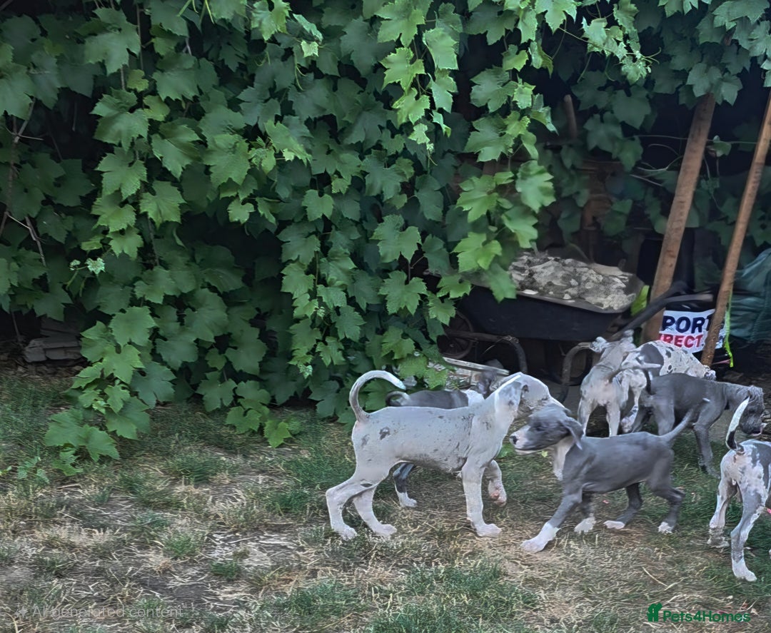 Great Dane dogs for sale: Great dane puppies for sale  in Brentwood - Image 8