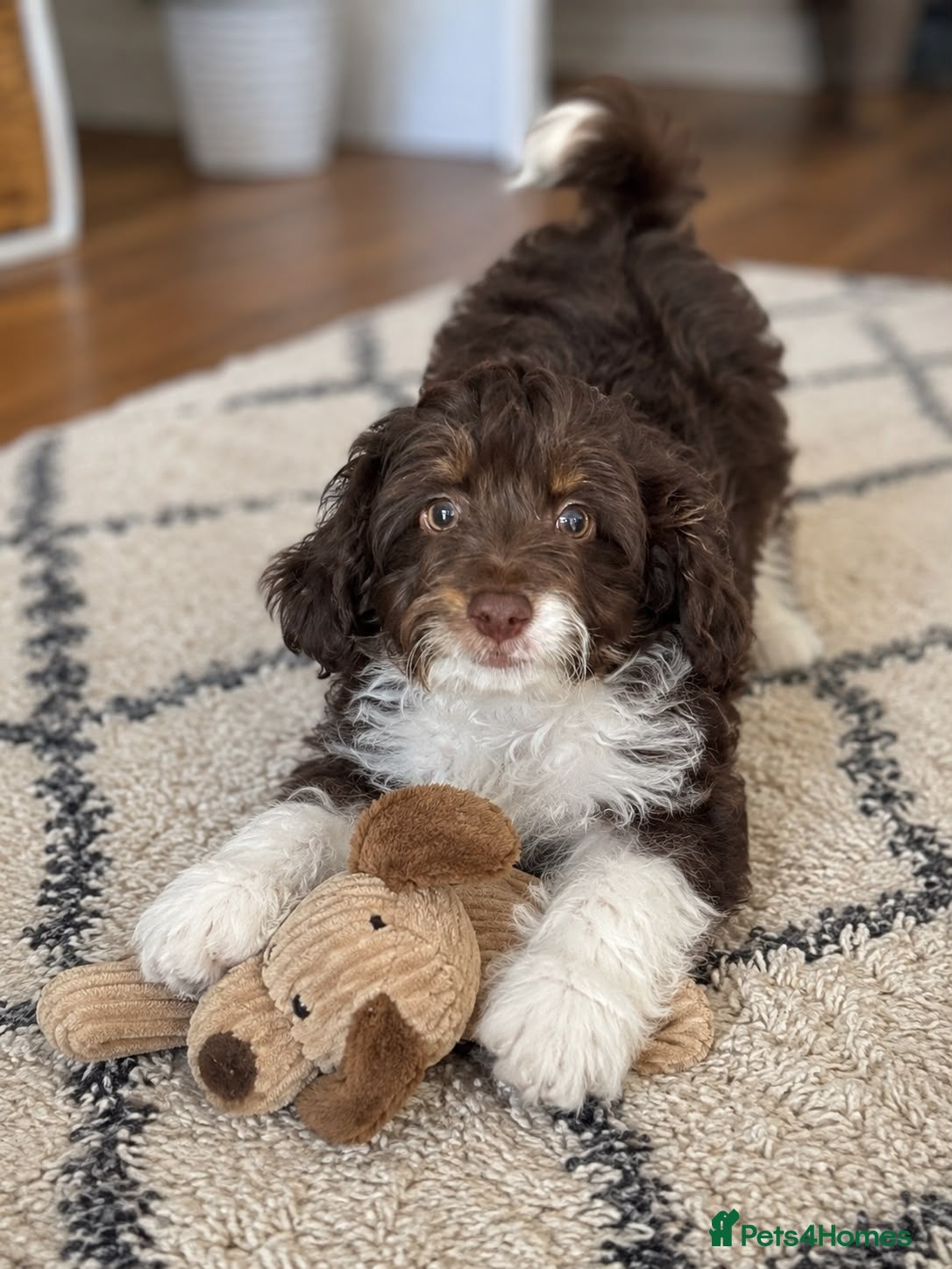 Aussiedoodle dogs 🐾 NOW 2 AVAILABLE  🐾  - Advert 2