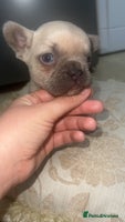 French Bulldog dogs Stunning blue fawn male available - Advert 1