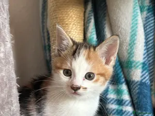 Mixed Breed cats Female Kitten - Advert 1