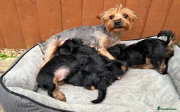 Yorkshire Terrier dogs for sale: Cute  Yorkshire terriers  - Image 12