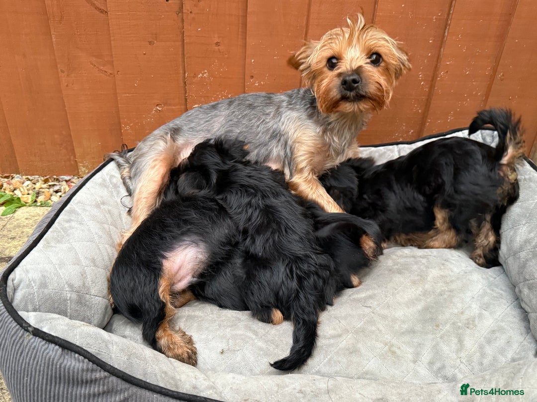 Yorkshire Terrier dogs for sale: Cute  Yorkshire terriers  - Image 12