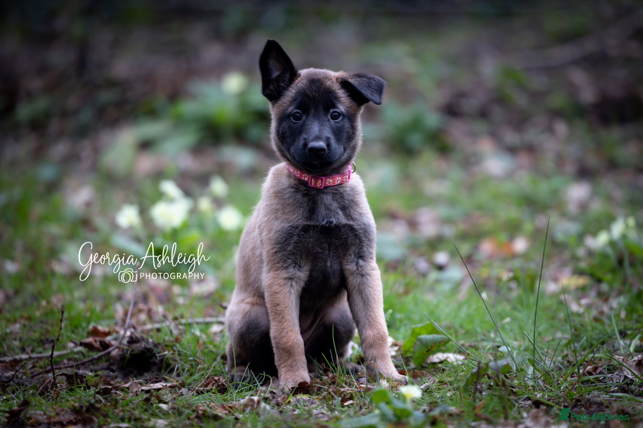 Belgian Shepherd Dog dogs KC Belgian Malinois pups *1 GIRL AVAILABLE* - Advert 3