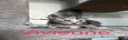 Maine Coon cats for sale: Maine coon kittens for sale  in Tamworth - Advert 4