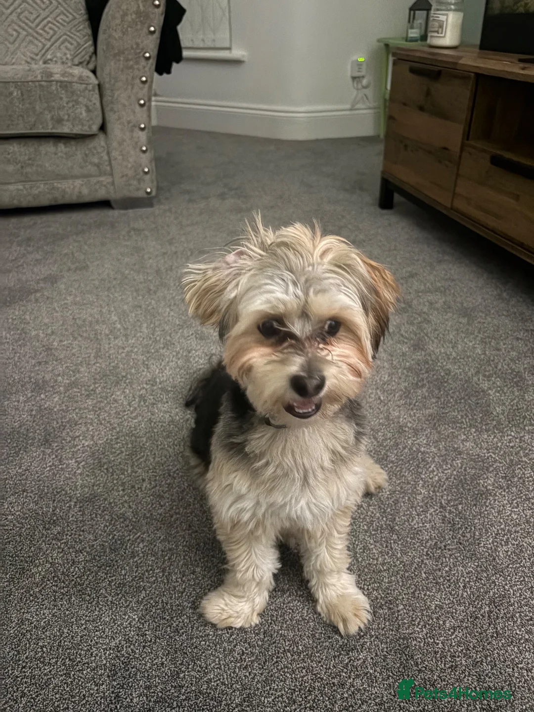 Morkie dogs for sale: Milo  in Liverpool - Advert 14