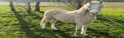 Welsh Section A horses for sale: Stunning cremello filly  - Advert 4