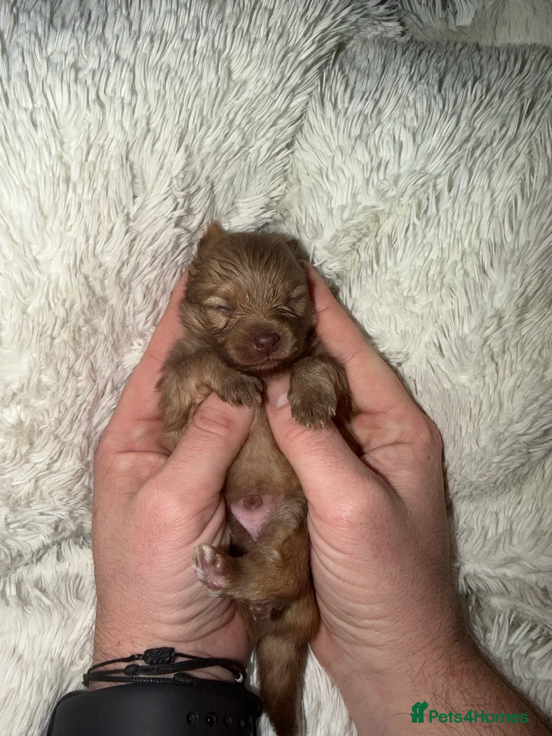 Pomeranian dogs for sale: Beatuful tiny Russian Pomeranian’s  - Advert 3