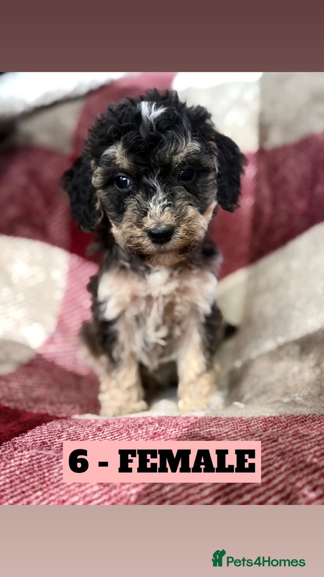 Cockapoo dogs for sale: BEAUTIFUL F2 COCKAPOO PUPPIES - 4 BOYS AND 4 GIRLS - Advert 20