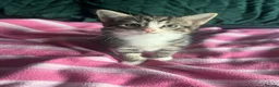 Mixed Breed cats for sale: Beautiful Tabby Kittens, looking for forever homes - Advert 4