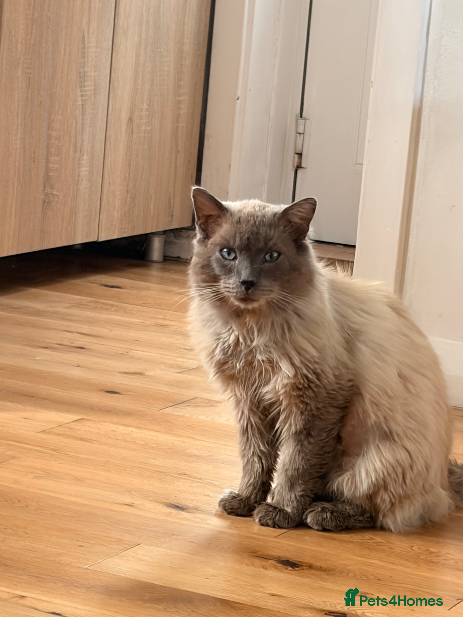 Ragdoll cats Ragdoll   - Advert 4