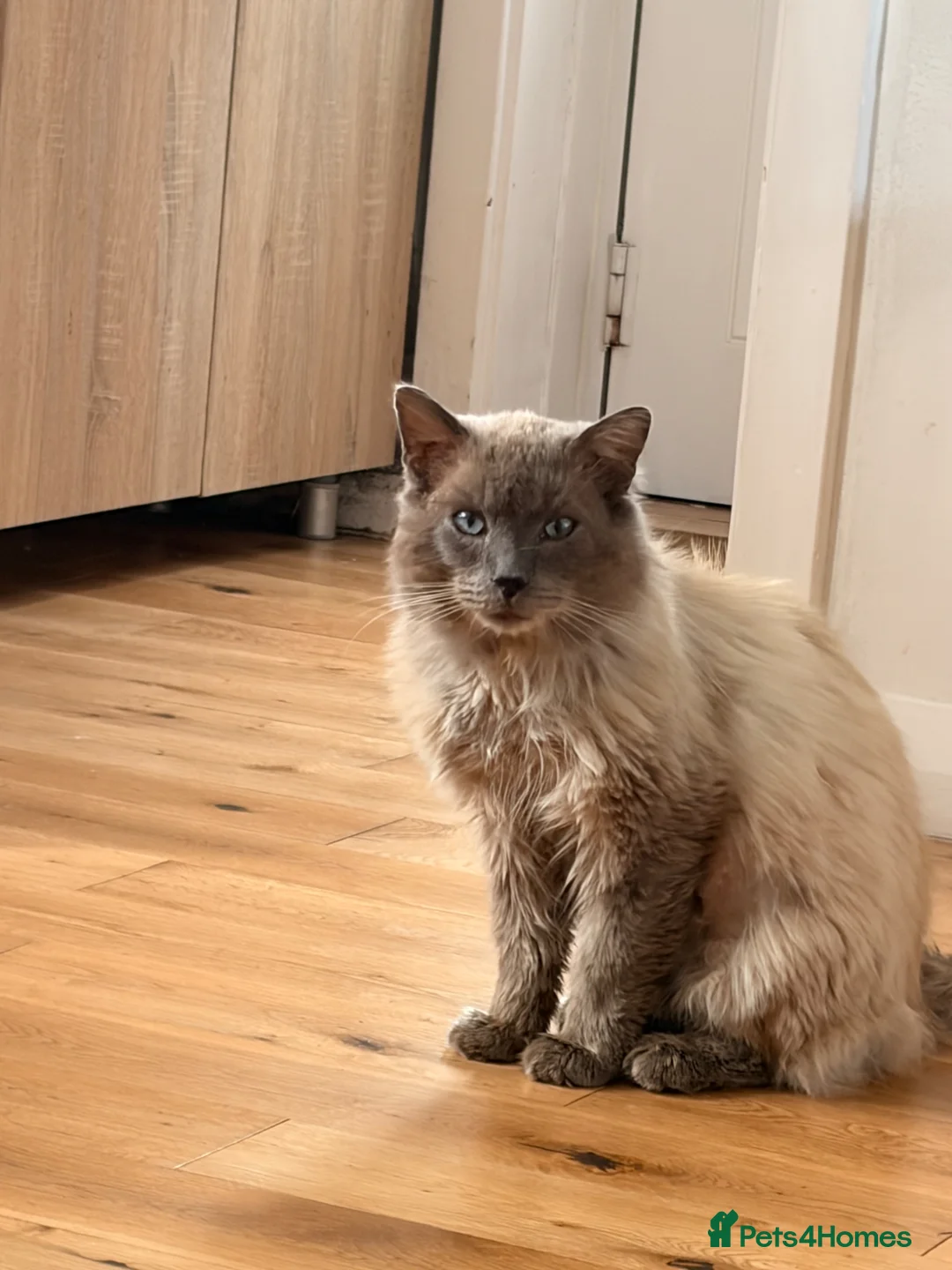 Ragdoll cats for sale: Ragdoll   - Advert 1