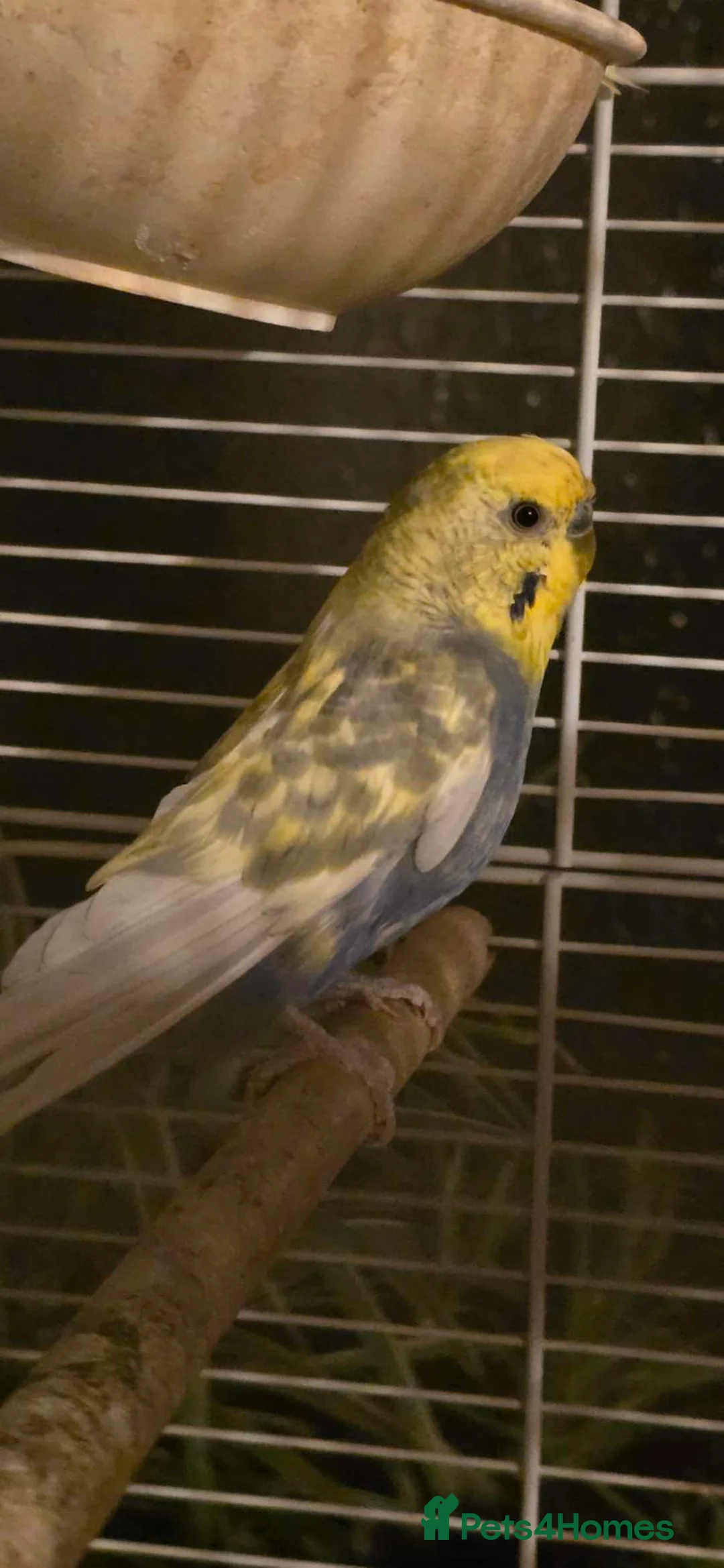 Budgerigars birds for sale: Budgies  in Barnsley - Advert 3