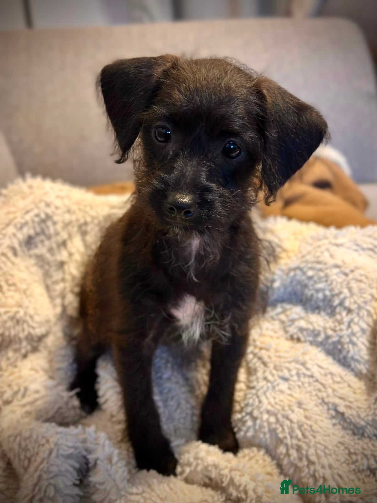 Chipoo dogs Chipoo Puppies - 2 girls left! £800 - Advert 1