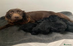 Cockapoo dogs for sale: Stunning black Cockapoo puppies for sale - Image 2