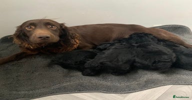 Cockapoo dogs - Advert 5