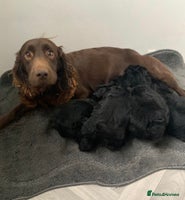 Cockapoo dogs - Advert 15