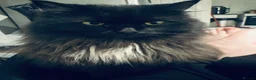 Mixed Breed cats for sale: Callie - Advert 3