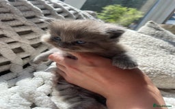 Ragdoll cats for sale: 5 Purebred kittens for SALE - Image 9
