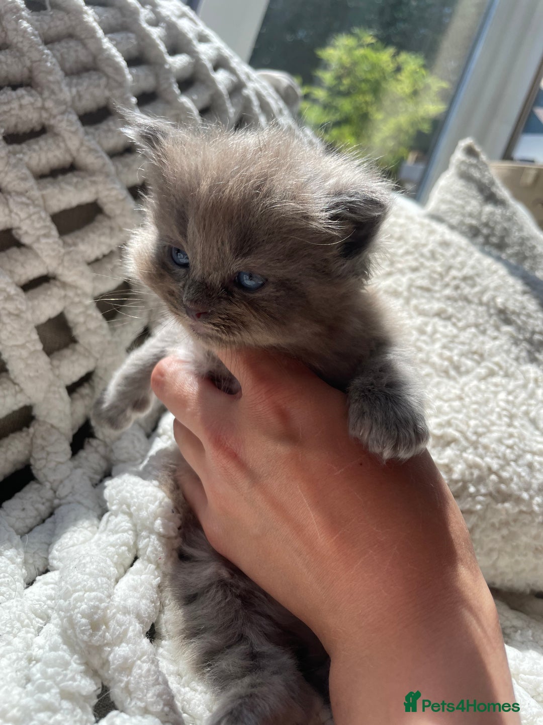 Ragdoll cats for sale: 5 Purebred kittens for SALE - Image 9