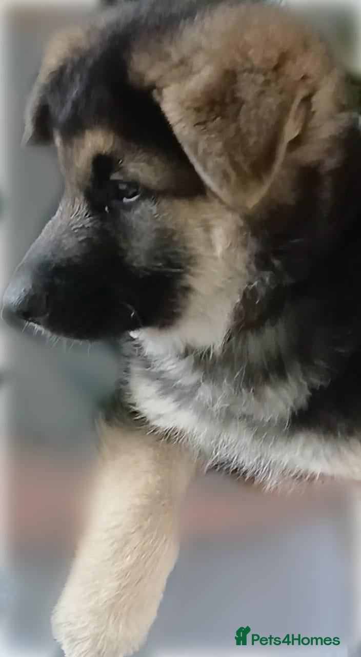German Shepherd dogs *READY NOW* GERMAN SHEPHERD PUPS - Advert 17