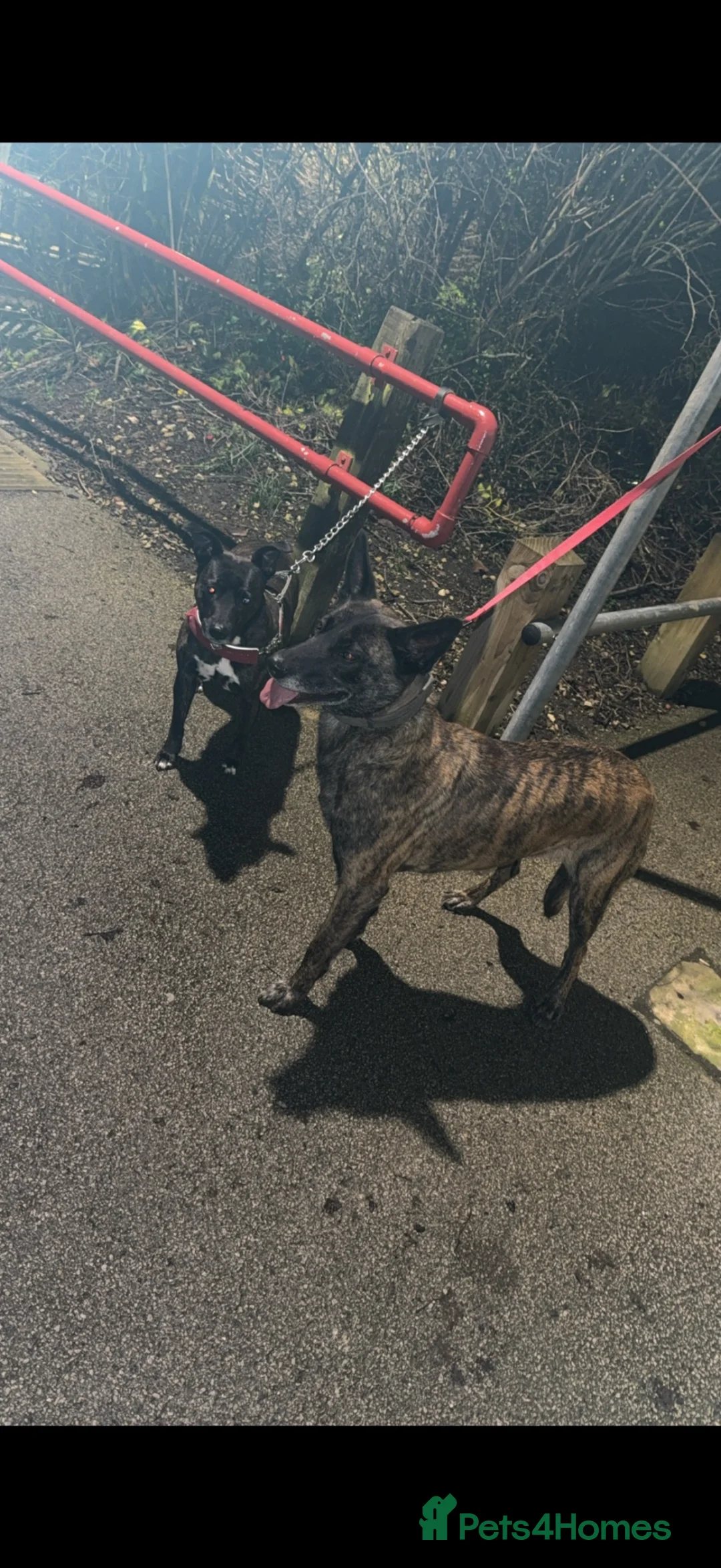 Belgian Shepherd Dog dogs for sale: Belgium malinos cross Dutch Herder puppies  in Wakefield - Advert 1