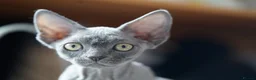 Devon Rex cats for sale: Blue Devon Rex male kitten  - Advert 16