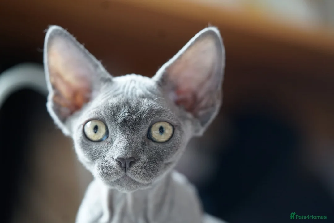 Devon Rex cats for sale: Blue Devon Rex male kitten  - Advert 16