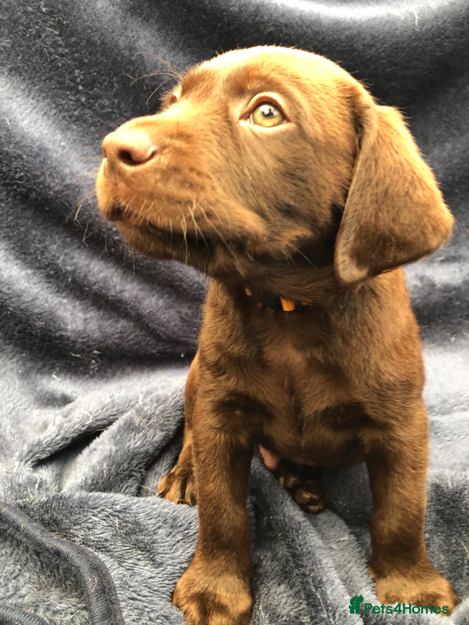Labrador Retriever dogs 2 Male Chocolate Labrador Puppies, ready 15/07/26 - Advert 2