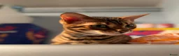 Bengal cats for sale: Female Bengal Cat  in Stoke-on-Trent - Advert 4