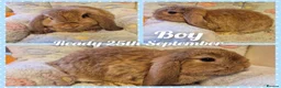 Mini Lop rabbits for sale: Mini lop kits.fully vaccinated&vetchecked - Advert 4