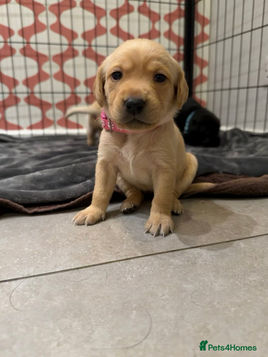 Labrador Retriever dogs for sale: Only 2 golden girls left! Ready for forever homes! - Advert 33