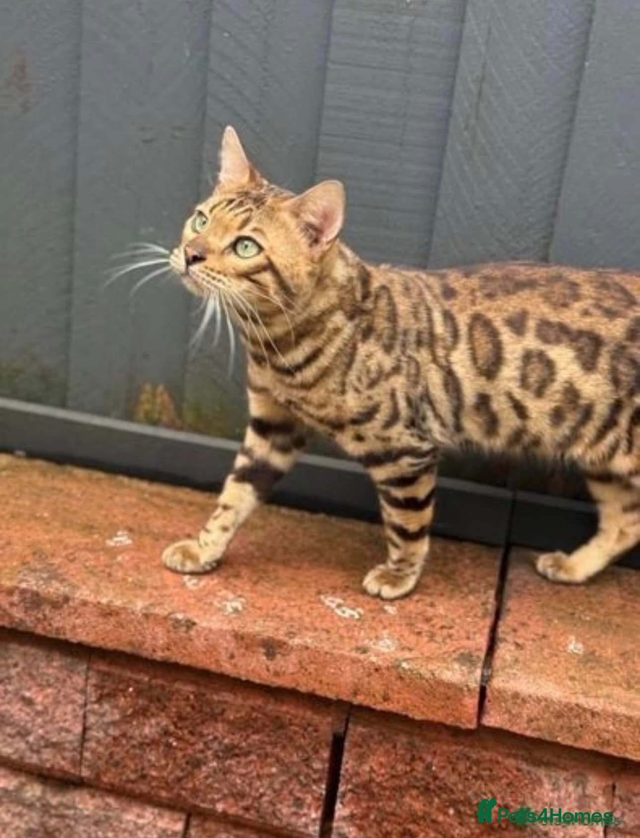 Bengal cats Male bengal  - Advert 1