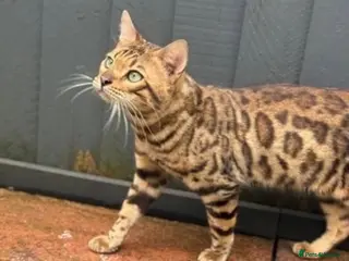 Bengal cats Male bengal - Advert 1