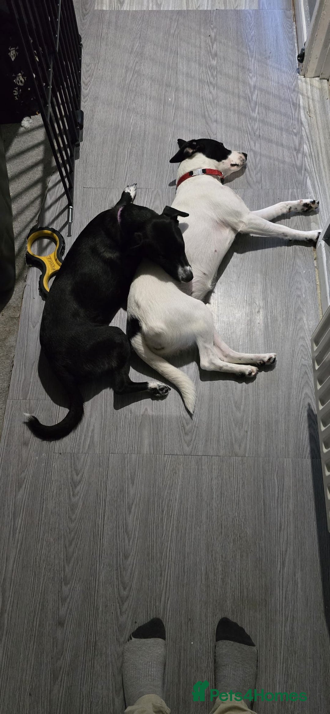 Mixed Breed dogs for sale: Beautiful 1 year old female dog  - Advert 11