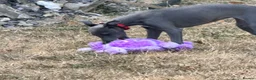 Whippet dogs for sale: Beautiful Blue 28 week old whippet sisters💞£1800  - Advert 19