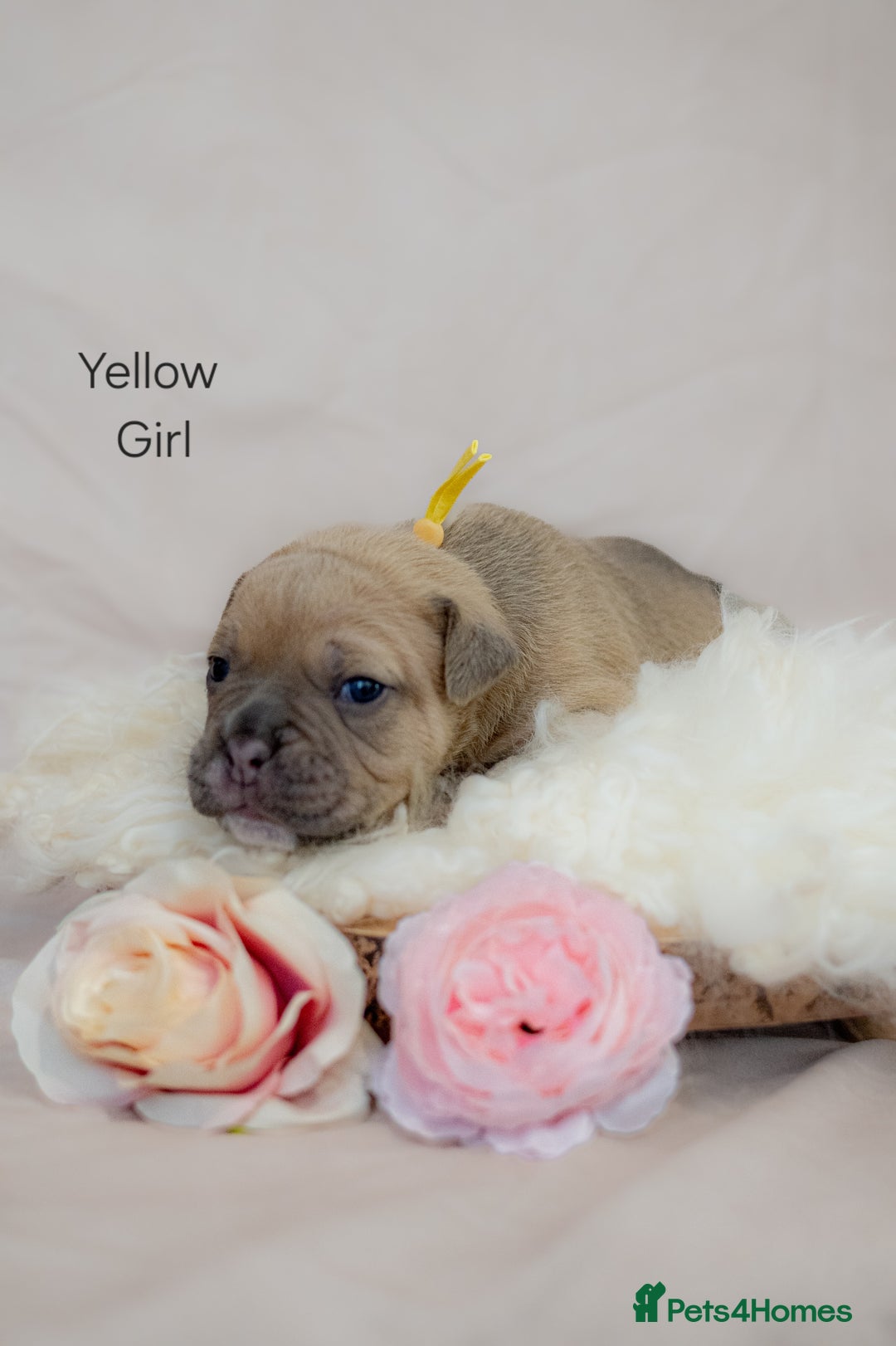 Olde English Bulldogge dogs for sale: Olde english bulldog  - Image 4