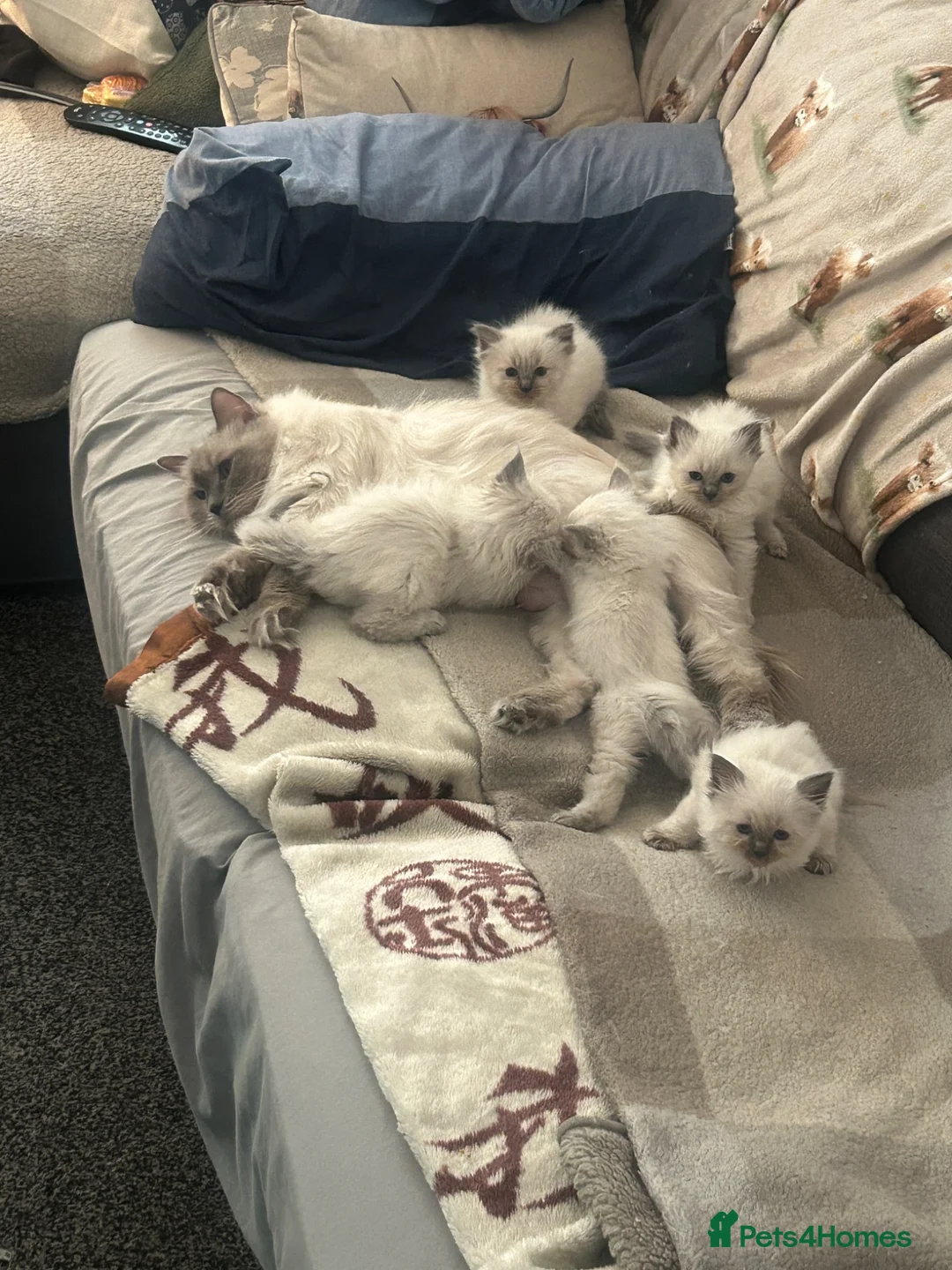 Ragdoll cats for sale: GCCF Blue Point Ragdoll Boys Ready Now - Advert 24