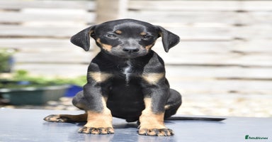 Dobermann dogs - Advert 11
