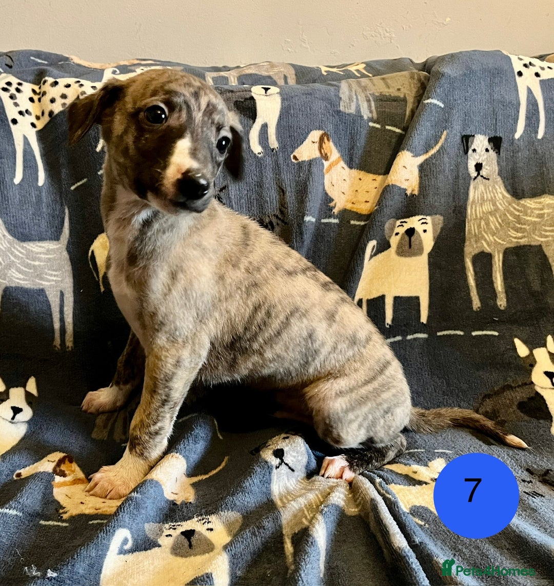 Whippet dogs for sale: KC Reg Whippet Puppies - Advert 21