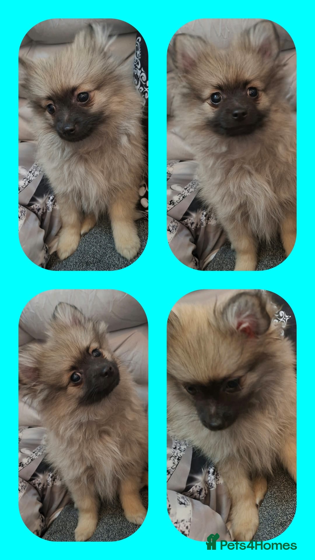 Pomeranian dogs Ready to leave last blk & tan & wlf sable boy - Advert 4