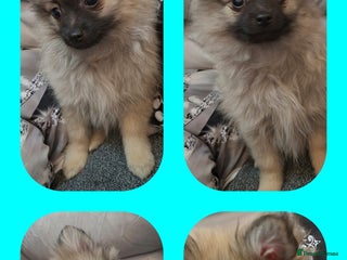 Pomeranian dogs Ready to leave last blk & tan & wlf sable boy - Advert 4