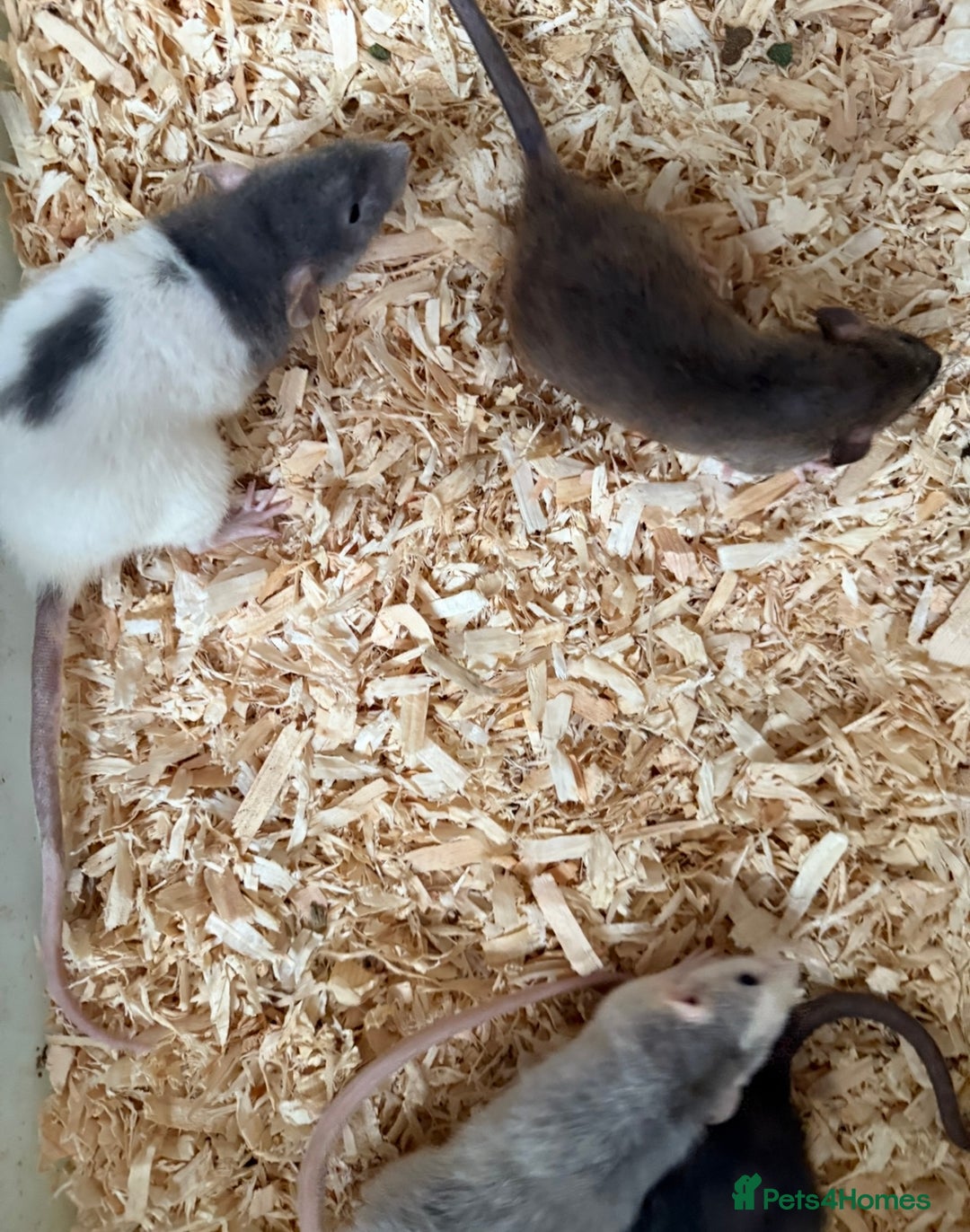 Rat rodents for sale: Baby rats  - Image 3
