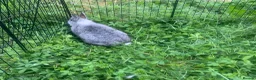 Netherland Dwarf rabbits for sale: URGENT 1 LEFT - Advert 35