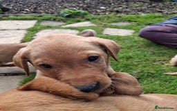 Labrador Retriever dogs for sale: 5th generation pedigree labs - Image 8