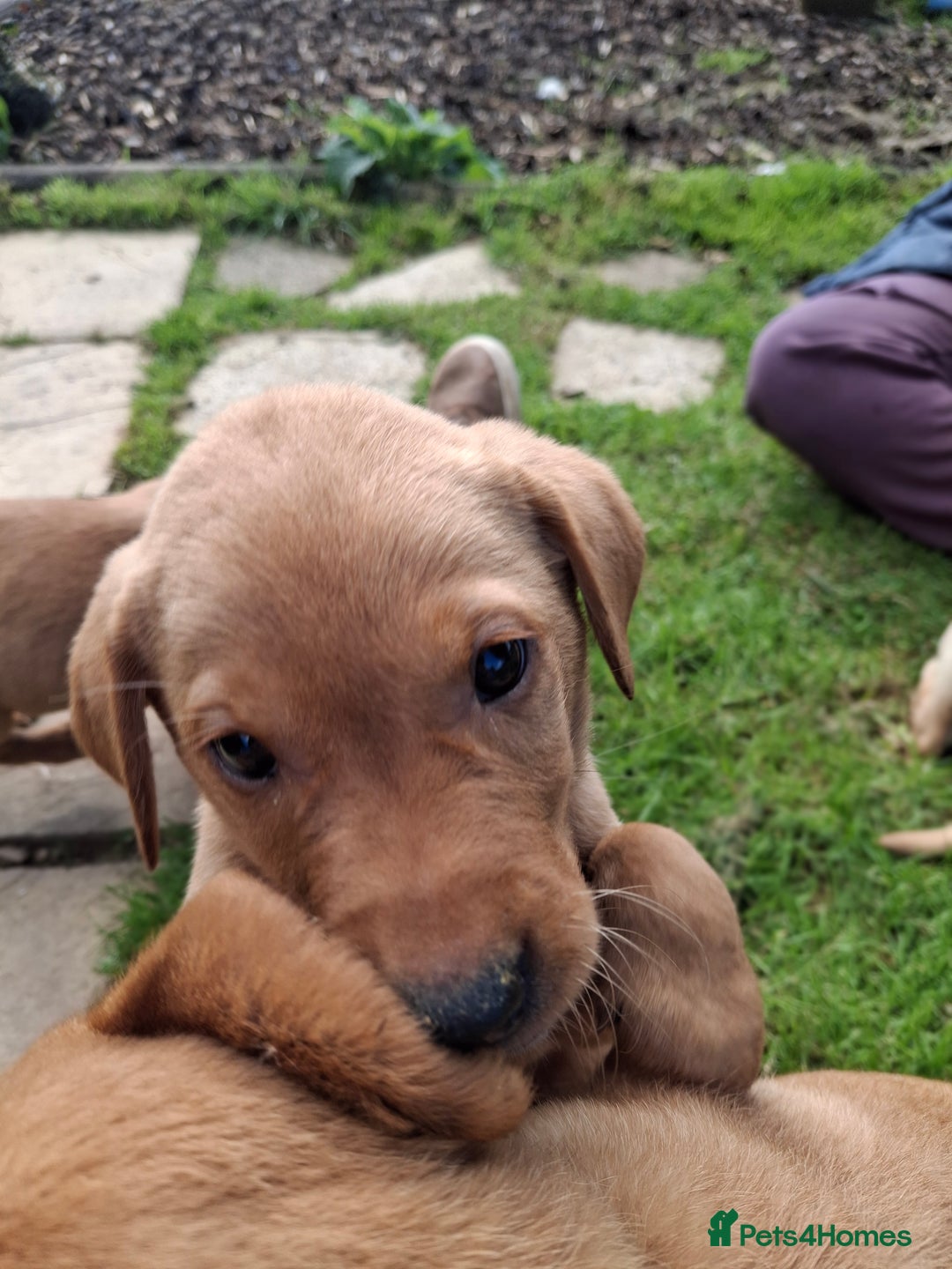 Labrador Retriever dogs for sale: 5th generation pedigree labs - Image 8