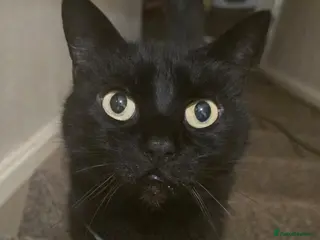 Domestic Shorthair cats Maisie is a sweet 9 yr old that just wants loving - Advert 4